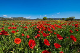 mohn